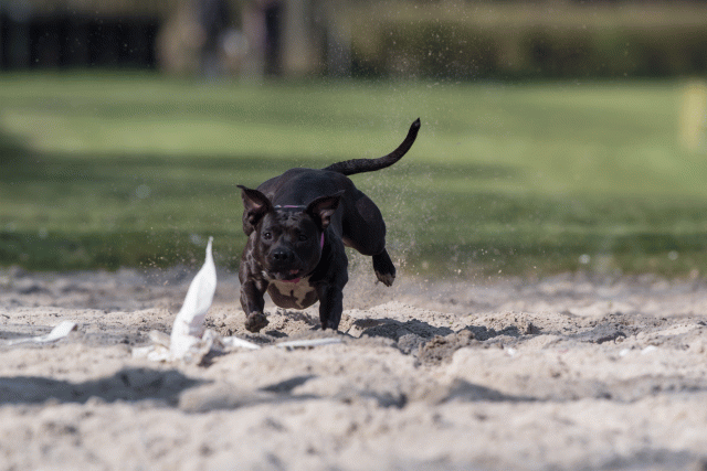 Bo4I8338 33724041232 O