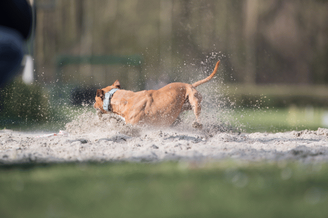 Bo4I8333 33724042312 O