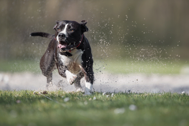 Bo4I8330 33724042952 O