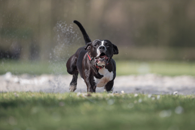 Bo4I8329 33724043182 O