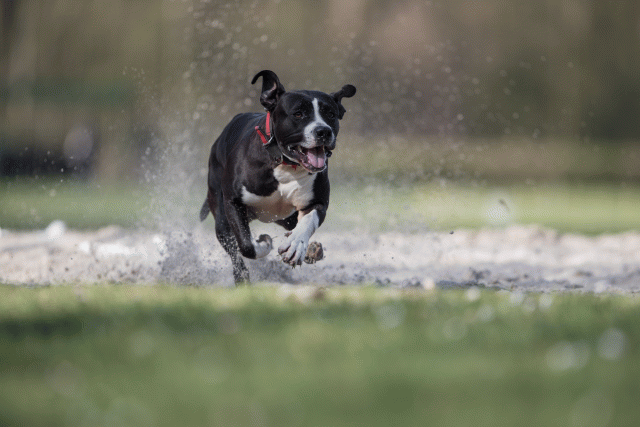 Bo4I8328 33724043502 O