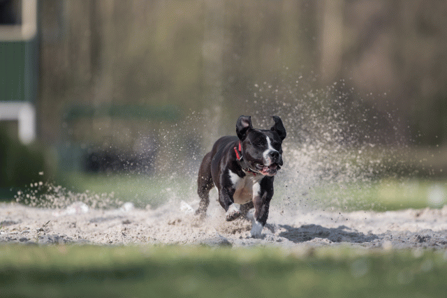 Bo4I8327 33724043902 O