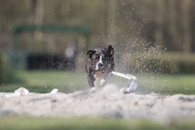 Bo4I8324 33724044262 O