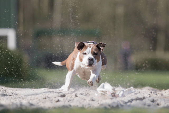 Bo4I8317 33724045012 O