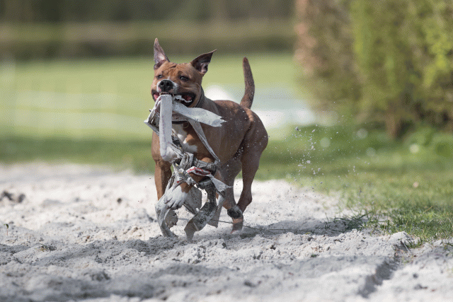 Bo4I8311 33724045352 O