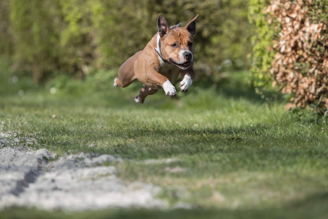 Bo4I8307 33724045692 O