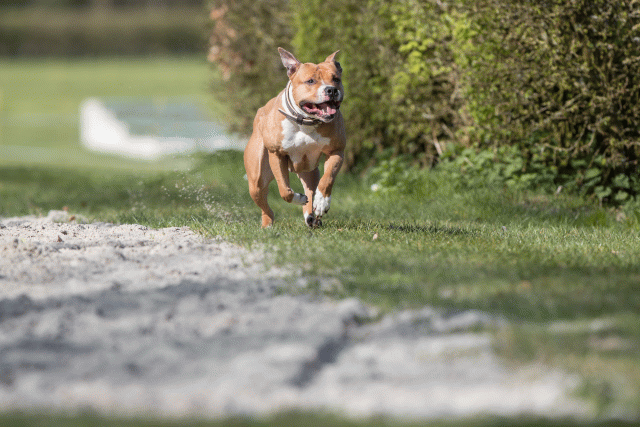 Bo4I8305 33724046262 O