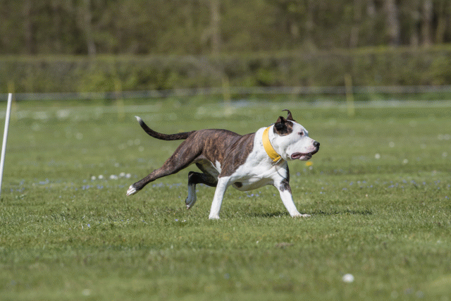 Bo4I8765 33751011771 O