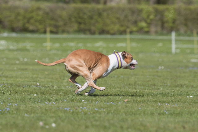 Bo4I8754 33751012721 O