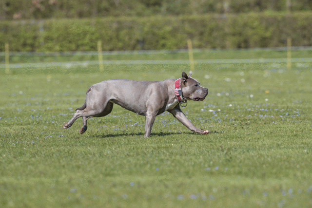 Bo4I8626 33751018131 O