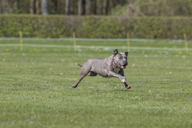 Bo4I8622 33751018611 O