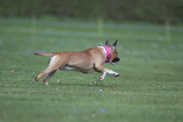 Bo4I8619 33751018931 O