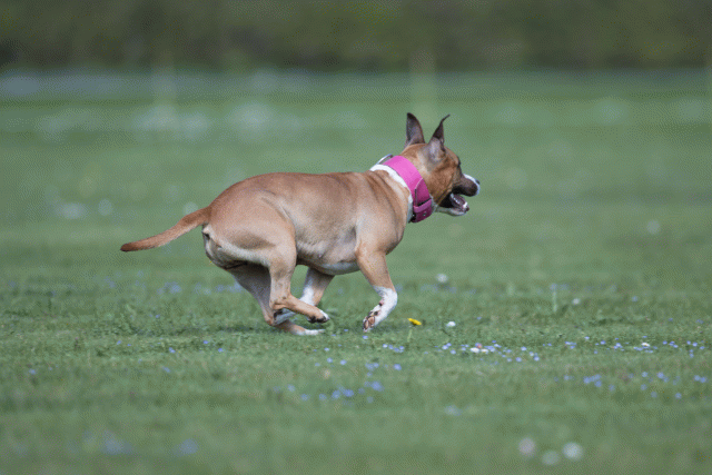 Bo4I8617 33751019271 O