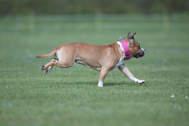 Bo4I8615 33751019671 O