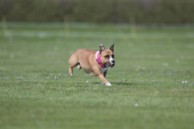 Bo4I8611 33751019981 O