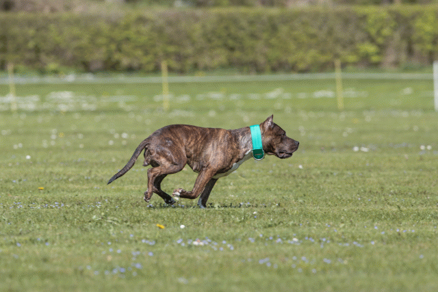 Bo4I8607 33751020461 O