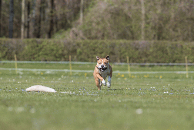 Bo4I8589 33751024191 O