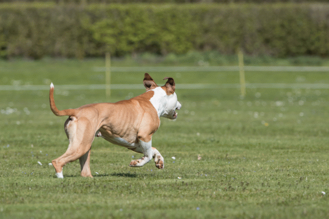 Bo4I8569 33751027041 O