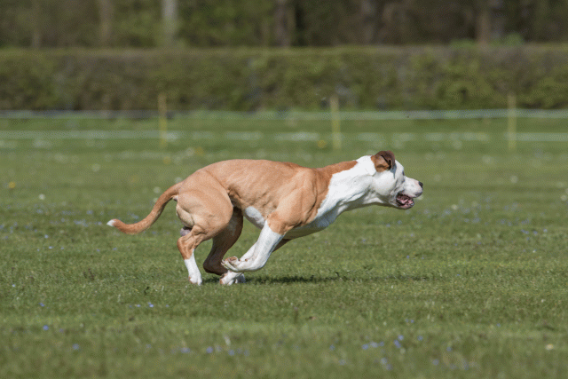 Bo4I8567 33751027551 O