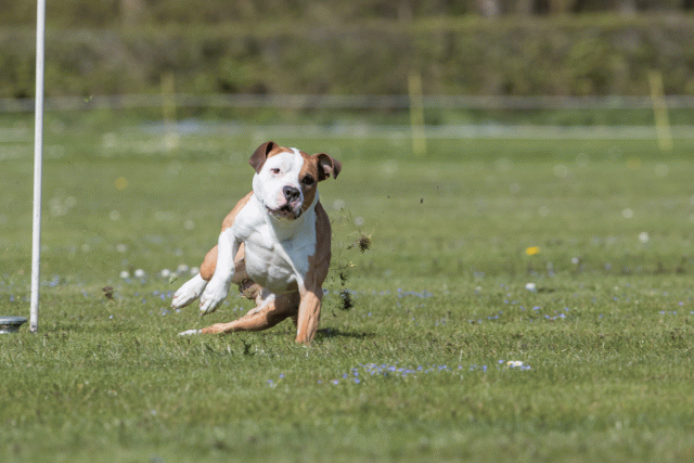 Bo4I8565 33751027811 O