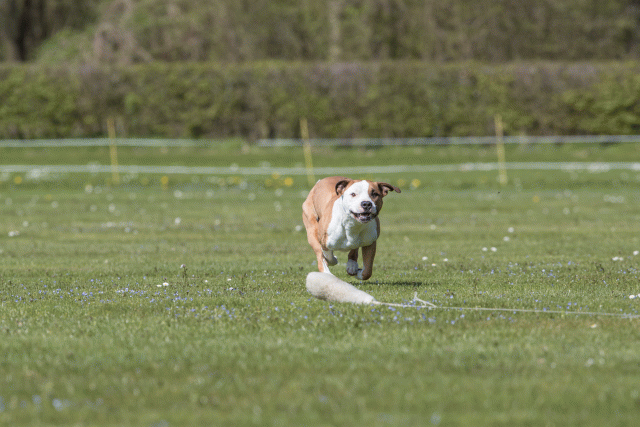 Bo4I8560 33751028301 O