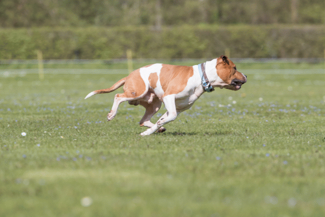 Bo4I8558 33751028681 O