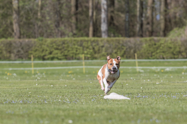 Bo4I8553 33751029321 O