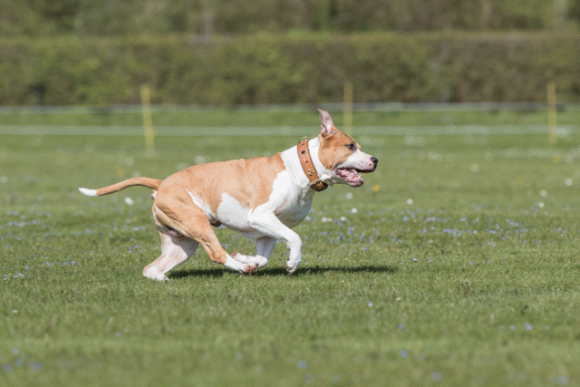 Bo4I8548 33751029641 O