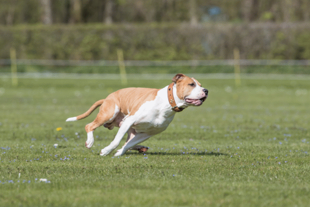 Bo4I8546 33751029761 O