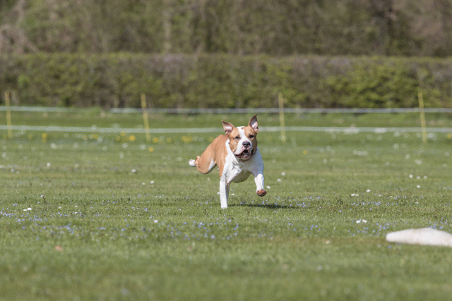 Bo4I8544 33751029941 O