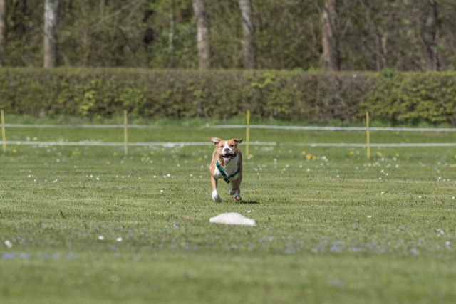 Bo4I8525 33751032221 O