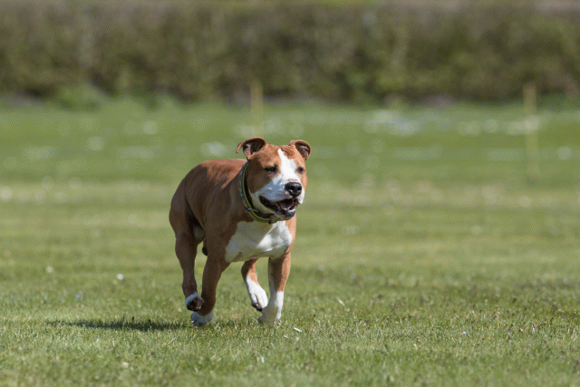 Bo4I8522 33751032521 O