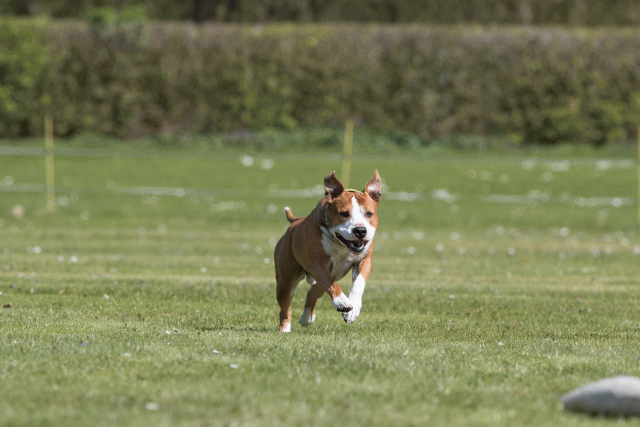 Bo4I8518 33751033091 O