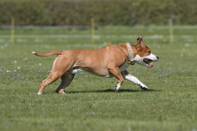 Bo4I8516 33751033381 O