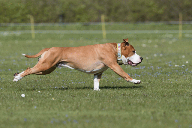 Bo4I8515 33751034001 O