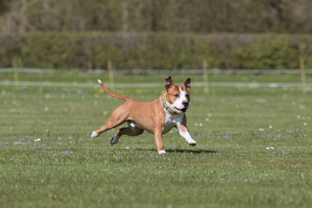 Bo4I8513 33751034041 O