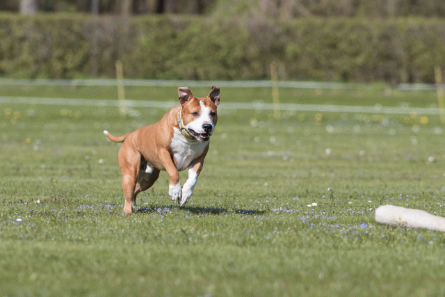 Bo4I8511 33751034381 O