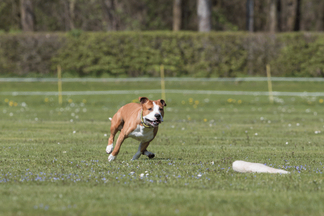 Bo4I8509 33751034701 O