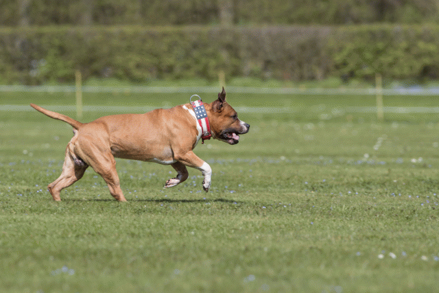 Bo4I8505 33751035111 O