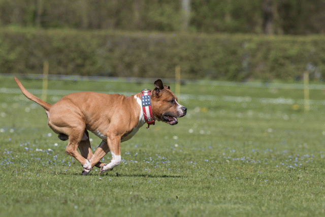 Bo4I8503 33751035491 O