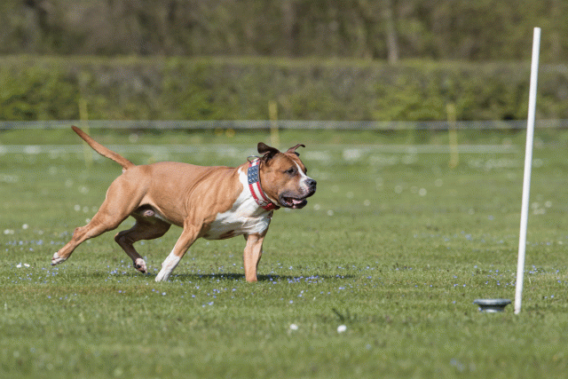 Bo4I8501 33751036361 O