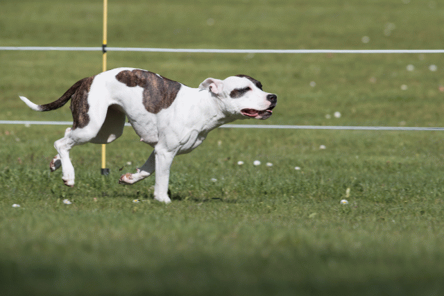 Bo4I8466 33751413831 O