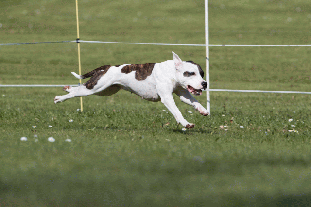 Bo4I8464 33751414211 O