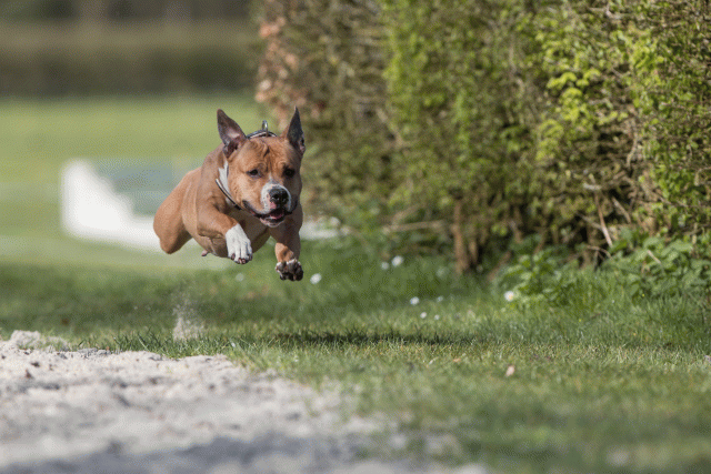 Bo4I8304 33751434991 O