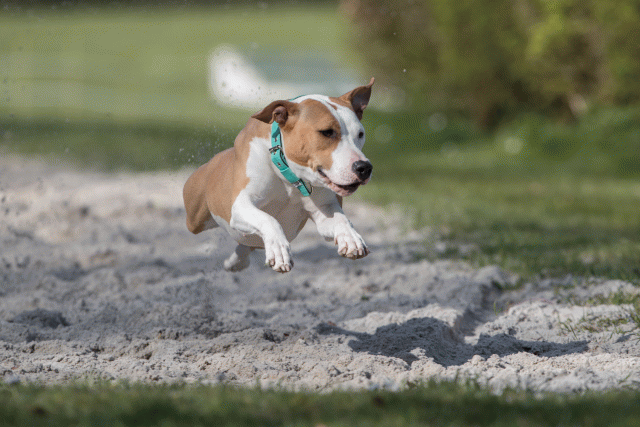 Bo4I8298 33751435451 O