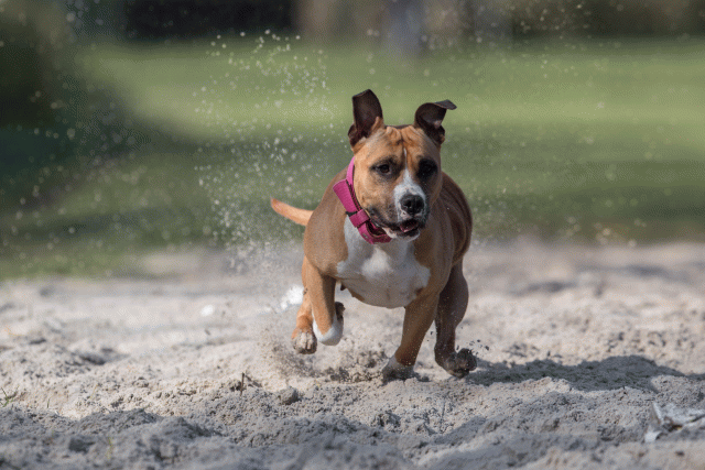 Bo4I8279 33801721946 O