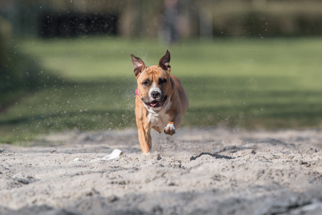 Bo4I8277 33801722636 O