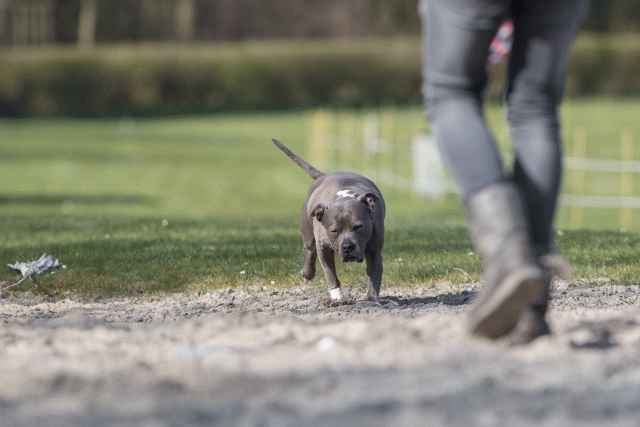 Bo4I8271 33801723746 O