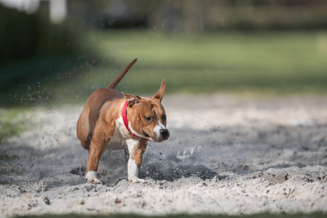 Bo4I8254 33801726426 O