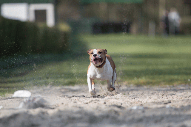 Bo4I8231 33801731276 O